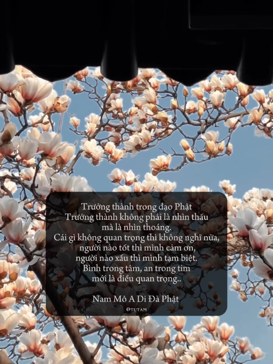 Nam Mô A Di Đà Phật #phatphap #phatphapnhiemmau #nammoadidaphat 