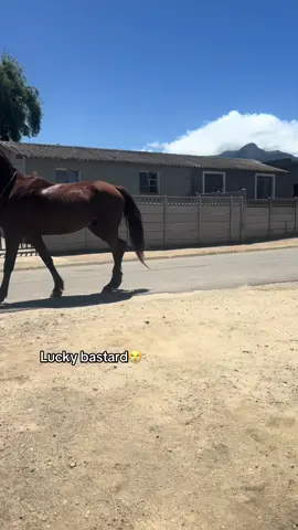 #horse#fyppppppppppppppppppppppp #foryoupage #fyp #viral 