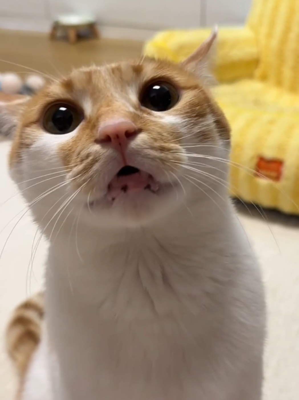 cat attraction sound meowing. meowing cat sounds. cat noise cat whistle. #meowing 