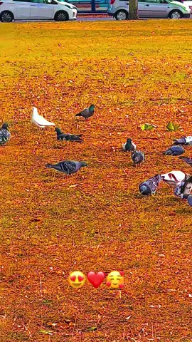 #harvirdhami#england🇬🇧 