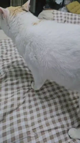 พอเพื่อนจากไป​ ก็งอแงหนักมาก​  #cat #แมว #catsoftiktok 