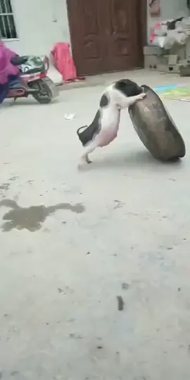 Cười khùnggg 🤣🤣🤣#petcute #khoanhkhacdangyeu #heo 