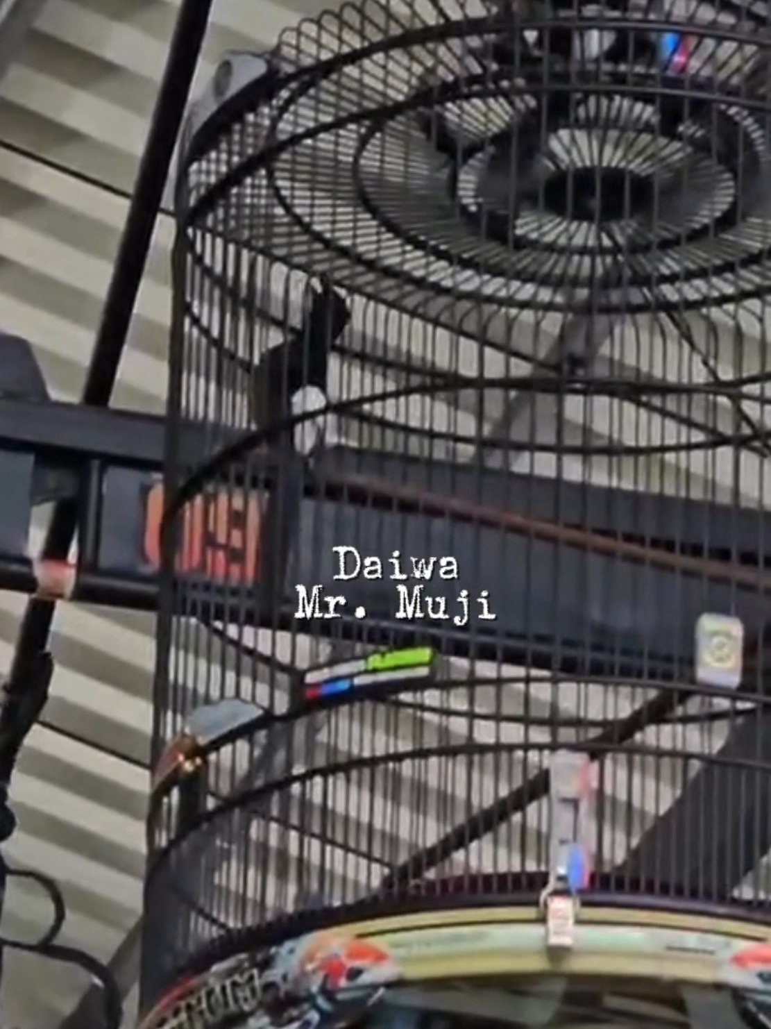 Mb.Daiwa  #fyp  #muraibatu  #muraibatuindonesia  #muraibatunusantara  #bogorallstararena @Anggri kinoy @mjh1799 