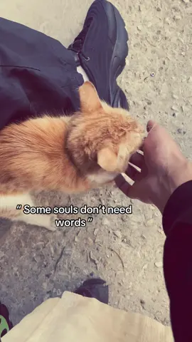 🐈❤️‍🩹 #fyp #cat #viral 