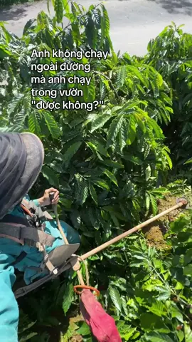 Anh chạy trong vườn đc không em 🤔#giaitritiktok #caphethientruong #xuhuong ##49g1dilinh 