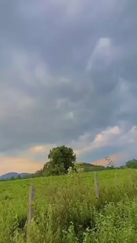 bayang malam #maltwoo #BayangMalam #lirik #viral #trending 