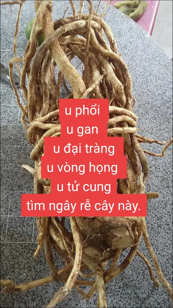 bệnh viện trả về đừng nản . hãy đi kiếm rễ xáo tam phân áp dụng ngây còn nước còn tác .sự sống đang đợi chúng ta.