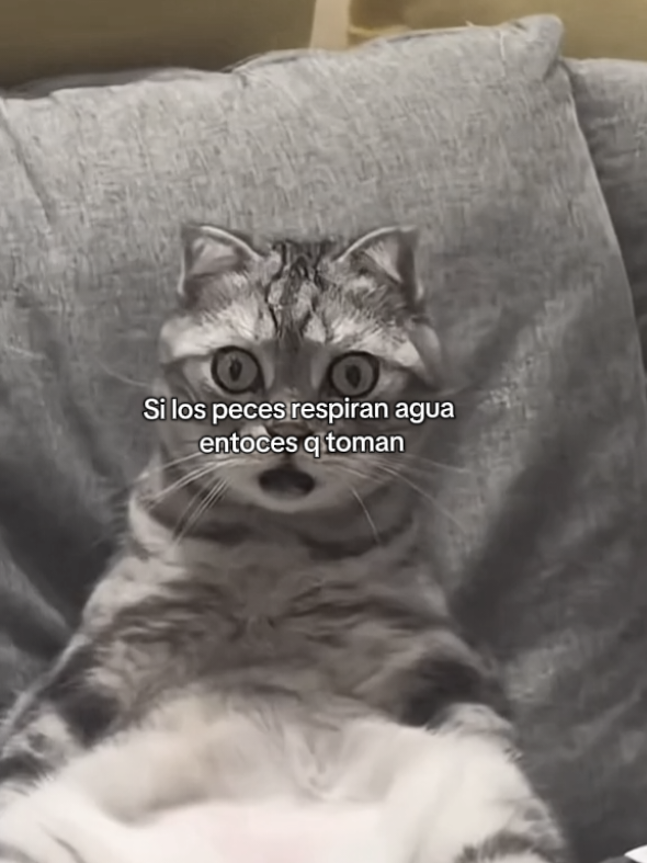 #humor #risas #diversion 