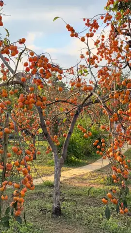 Vườn Hồng đẹp nhất mộc châu #VườnHồngLanDương #reviewmocchautattantat #xuhuong #fyp #