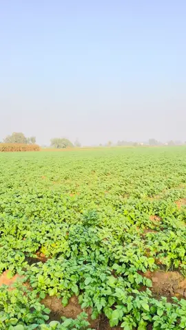 #foryoupage #foryou #kallu🦁 #jutt #زمیندار #زمیندارں_دا_منڈا #جٹ_زمیدار👳🏻‍♂️ #جٹ_محکمہ👊 #جٹ #کسان 