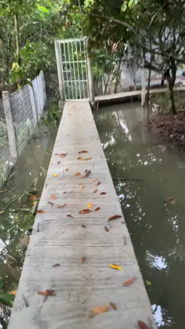 Mùa chôm chôm 😍#xuhuong #viral #mientay 