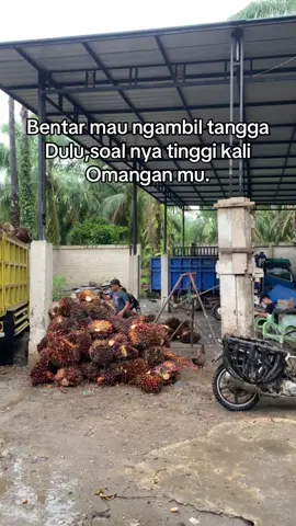 Tutor payung dlu haha#canterstlyejambi #stoysawit🌴🌴🌴 #bossmuda #lewatberandamu #fypdongggggggggシ 