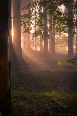 L'un des meilleurs récités par Cheikh Al-Husari, avec un son de très haute qualité #الأحزاب #الحصر #quran #quran_alkarim 