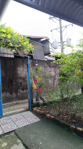 mua dừa xiêm lùn tại đây 