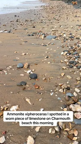 Ammonite xipheroceras I found along the Dorset Jurassic coast today  Took back to the workshop for preparation 