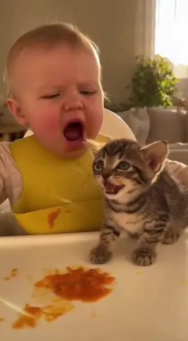 Part 1 Süßheitsüberladung! Flauschiges Baby mit einem schnurrigen Kätzchen  #catsoftiktok #catlover #PetLoyalty #FunnyAnimals #cat 