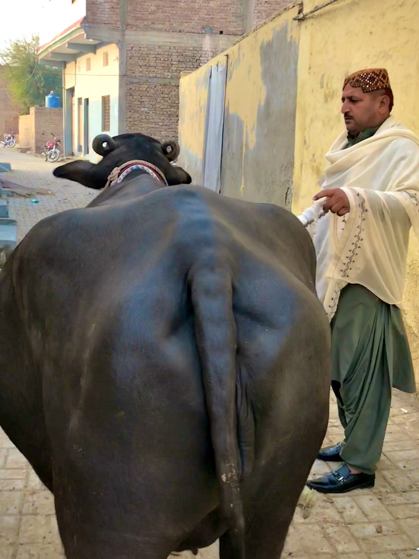 wakt phiri aj tota ahyo!!❤🥰#foryoupageofficiall #foryoupage #foryou #100k #viral 