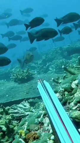 Best Spearfishing Compilation 