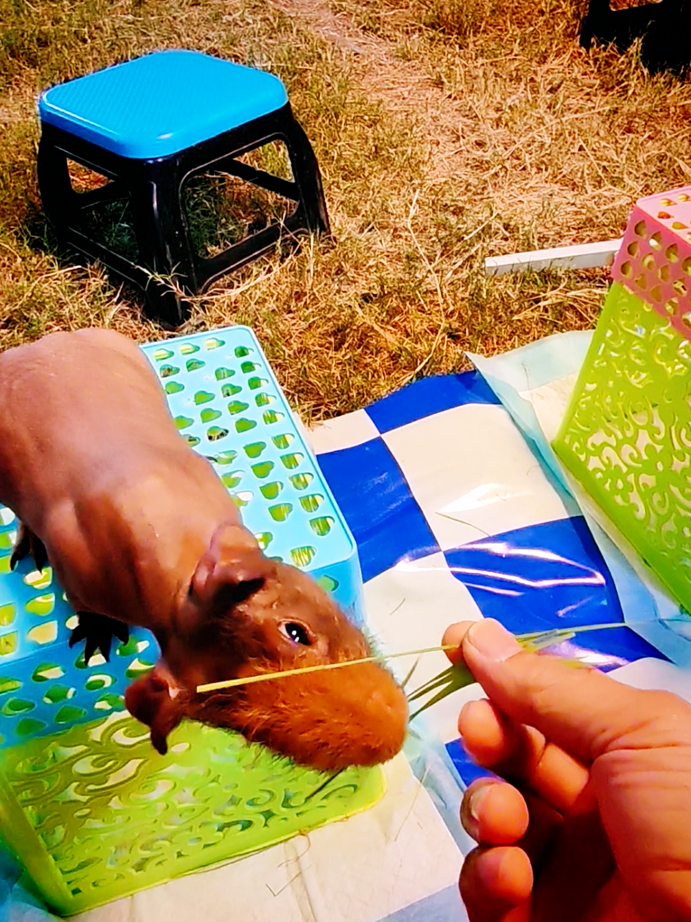 เกิดมาพึ่งเคยเห็น​  ​หมูเด้ง​ #เที่ยวดิ #เพลงเพราะ #เที่ยวไปเรื่อย #เพลง #หมูเด้ง ​ 