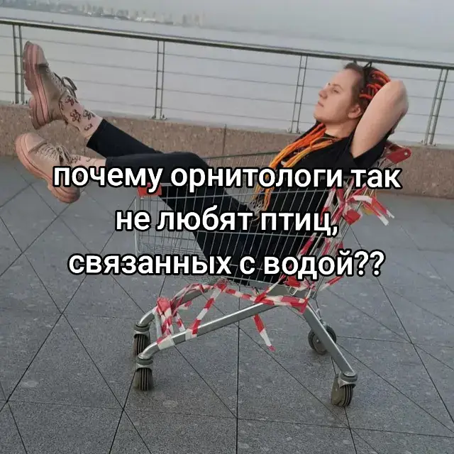 но это не отменяет того, что они очень угарно увучат спасибо пожалуйста  #птицы #птица #орнитология #птичка #птички 