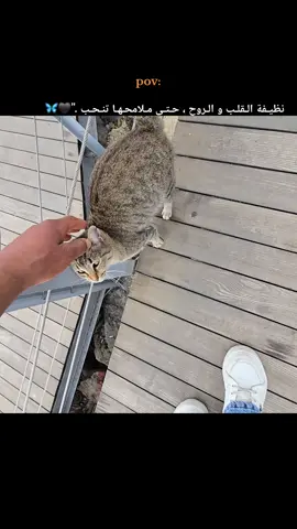 #الشعب_الصيني_ماله_حل😂😂 