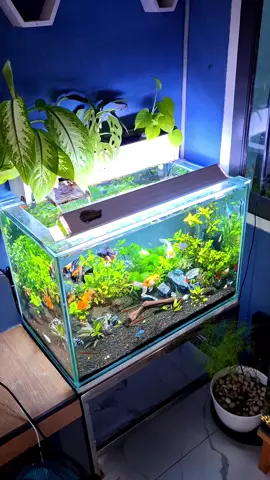 sementara kayunya lagi di rekonstruksi dulu 😬 #aquarium #aquascape #ikankoki #glodfish #manfish 