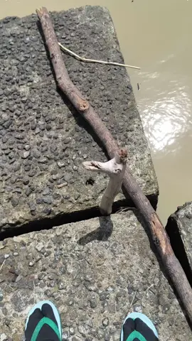 gelengkan kepala dan katakan? @wiwok 🤣#yogyakartaistimewa #microfishing #fishingtrip #muara #saltwater 