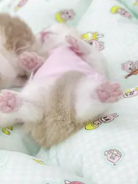 🥰🥰#kitten #catlover #cute #littlekitten #catbaby 