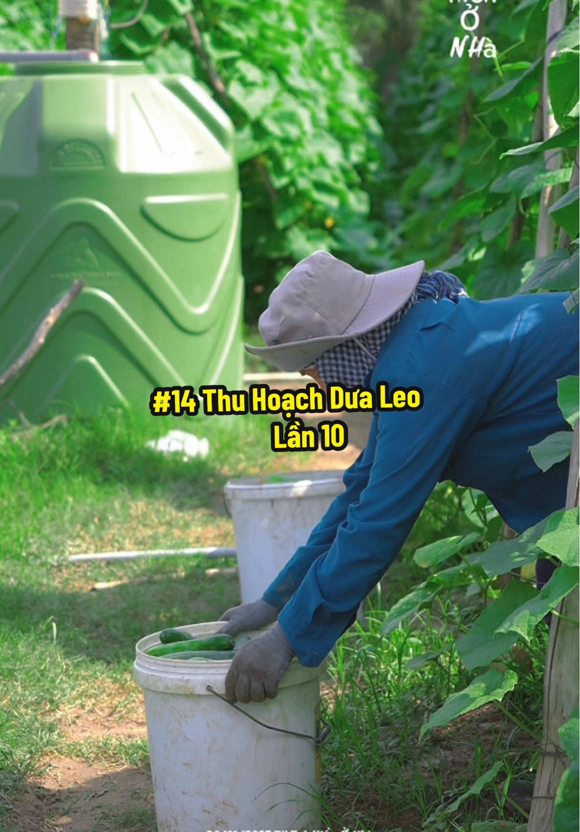 Trồng Dưa Leo - Thu Hoạch Lần Thứ 10 #hienonha 