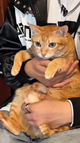 Miaww #cat #catsoftiktok #cats #fyp #kucing     ❣️: 虎皮诞糕