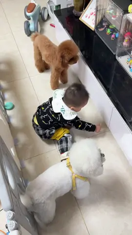 #狗狗的日常 他们仨咋沟通的！