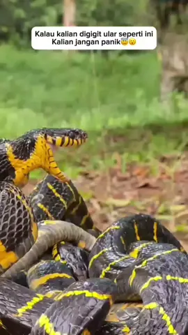 jangan panik🤣🤣🤣 #fyp  #hiburan  #komedi  #jangkauanluas 