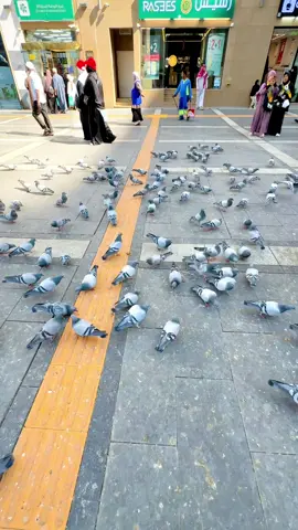 #ظہیر #ڈرائیور_گروپ_مکہ_مدینہ #bus_driver_makkah_madina #100kflowers_bus_driver_ksa 