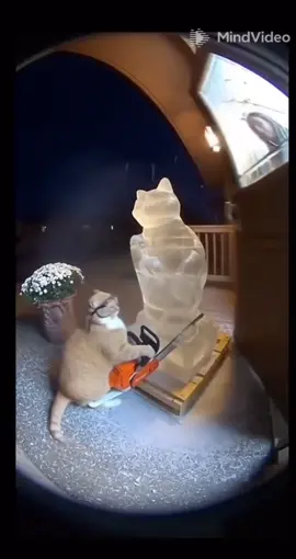 The lady should compensate him for his effort.#FunnyCatVideo #CatChase #CatShoplifter #fyp 