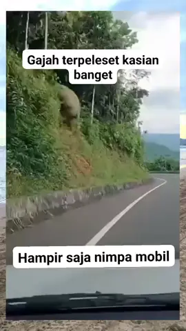 seekor gajah tertangkap kamera terpeleset dari tebing hingga jatuh ke jalan raya #gajah #elephant #gajahmada #gajahviral #fyp 
