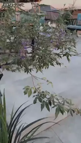 #الخرج #مخيمات_الخرج #عين_الظبي🦌 #اكسبلورexplore #الخرج_الان #عين_الظبي🦌 #اكسبلورexplore #الخرج_الان #اكسبلور #مخيم #الشعب_الصيني_ماله_حل😂😂 #الجويه #fypシ #fyp #الخرج_الآن #