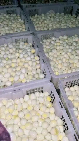 siap kan pesanan mu #peternakpuyuhindonesia #peternakpuyuhpetelur #peternaktelurpuyuh #mbg #makanbergizigratis 