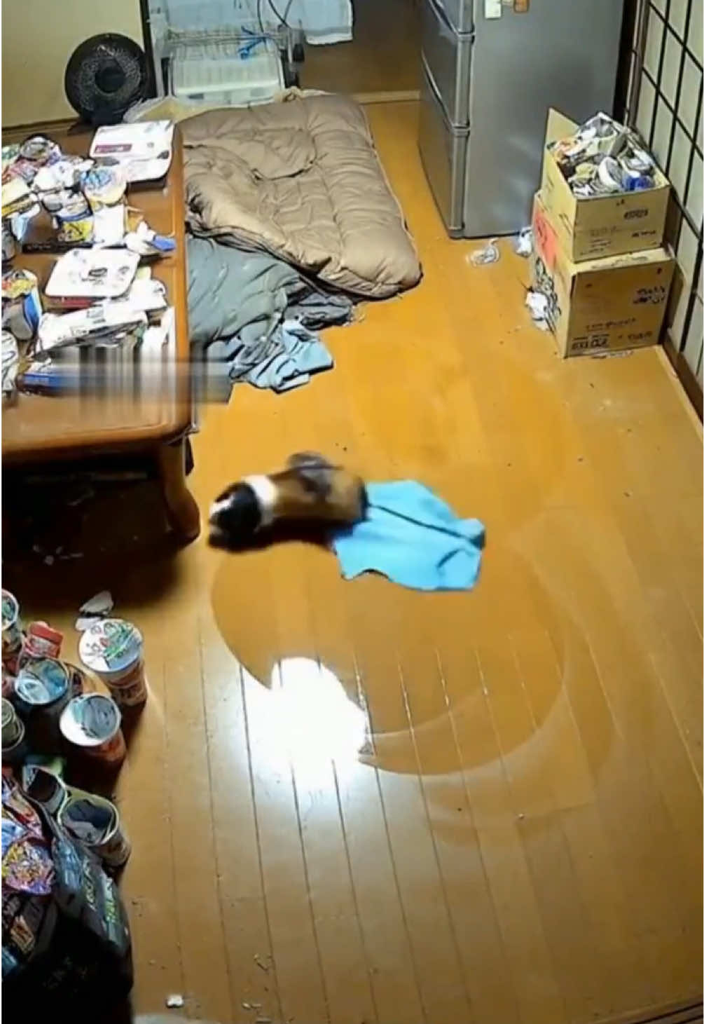 Too messy. Guinea pig activated. #guineapigs #guineapig 