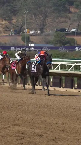 #Horses #Equestrian #HorseLovers #HorseRiding #ArabianHorses 