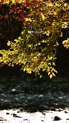 Yaprak mıdır dökülen, yoksa dertler mi? 🍂