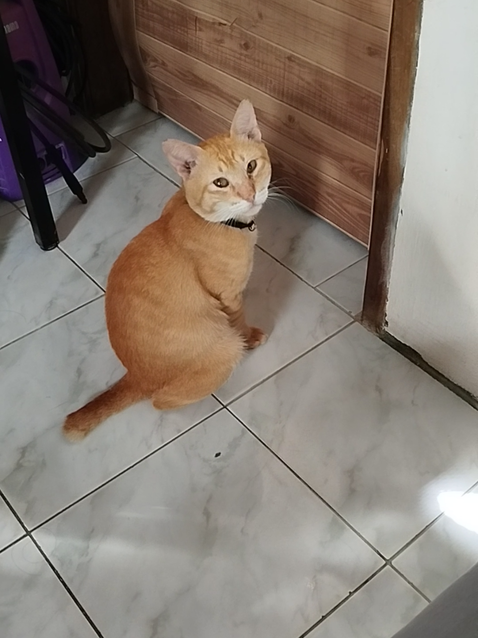 TINATAWAG MONG KUMAIN INUUNA PA MAGMARITES 😂 #cats #funnycat #gingercat #ellenderekissue #fypシ゚ 