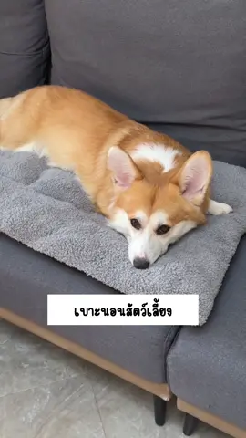 #เบาะนอนสัตว์เลี้ยง #เบาะนอนสุนัข #เบาะนอนแมว #ที่นอนสัตว์เลี้ยง 