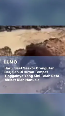 Balai Konservasi Sumber Daya Alam (BKSDA) Kalimantan Timur segera mengirimkan tim investigasi ke Kabupaten Kutai Timur menyusul beredarnya laporan dan video viral di media sosial yang menunjukkan seekor orangutan kebingungan berada di kawasan industri pertambangan. Kehadiran satwa dilindungi tersebut di tengah aktivitas berat perusahaan disinyalir kuat akibat hilangnya habitat asli mereka. BKSDA menegaskan bahwa upaya penyelamatan dan verifikasi kondisi orangutan menjadi prioritas utama, mengingat populasi orangutan yang terus terancam akibat tingginya laju deforestasi serta alih fungsi lahan untuk keperluan industri, baik tambang maupun perkebunan. ​Kepala BKSDA Kaltim, Ari Wibawanto, menyatakan bahwa tim di lapangan saat ini tengah menghadapi tantangan medan yang sulit dan sifat satwa yang kerap berpindah-pindah. Selain fokus pada area tambang, pemantauan juga diperluas ke wilayah perkebunan, yang seringkali menjadi jalur atau habitat alternatif bagi orangutan. Ari menambahkan, jika orangutan berhasil ditemukan dan dipastikan dalam kondisi sehat, langkah pelepasliaran akan segera dilakukan di hutan konservasi Busang atau Muara Wahau. Sebaliknya, jika ditemukan cedera atau mengalami stres berat, satwa tersebut akan menjalani proses rehabilitasi dan perawatan intensif sebelum dikembalikan ke alam liar. ​Fenomena orangutan yang masuk ke area industri ini kembali menyoroti isu krusial antara pembangunan ekonomi dan kelestarian ekosistem. Untuk mengatasi masalah struktural ini, BKSDA telah menjalin kolaborasi erat dengan berbagai organisasi konservasi dan menggelar Diskusi Kelompok Terpumpun (FGD) guna merumuskan strategi pelindungan yang efektif. Pihak BKSDA berharap adanya sinergi antara pemerintah, aktivis lingkungan, dan pelaku industri, sebab pelestarian orangutan yang merupakan spesies kunci ekosistem hutan hujan tropis merupakan tanggung jawab bersama demi menjaga keseimbangan alam di Kalimantan. gimana menurut kalian? #satwaindonesia  #beritaterbaru  #kalimantan  #beritaviral  #lumomedia  🎥: Ahmad Baihaqi 