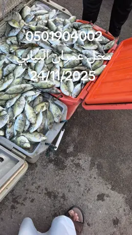 #القطيف #تاروت #الشهب_الصيني_ماله_حل #القطيف_الشععب_اللطيف #القطيف 