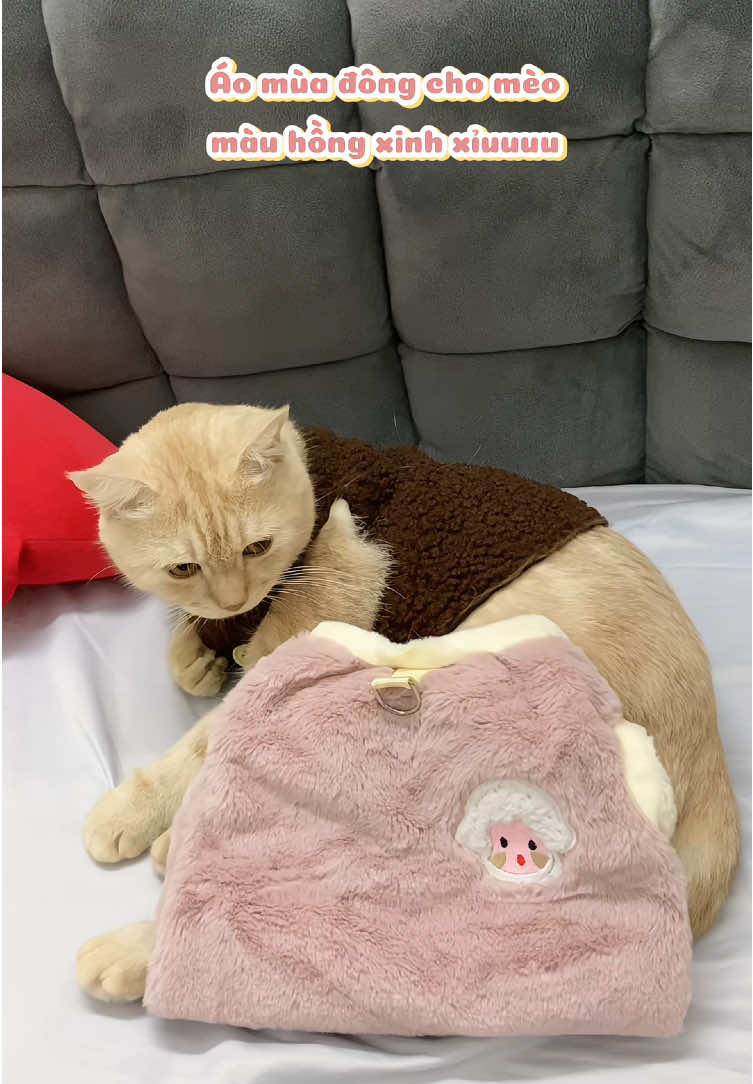 Mấy đứa lắm lông này mặc áo vào trông yêu lắm thôi 🫶 #dodungthucung #aochomeo #cute #xuhuong #fyp 