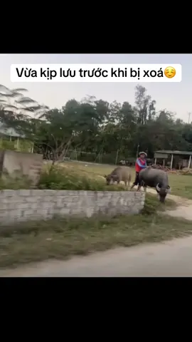 #khngoc_1012009_vụ_con_trâu #khánh_ngọc_vụ_con_trâu #khánh_ngọc_video_con_trâu #khánh_ngọc🫧 #xuhuong 