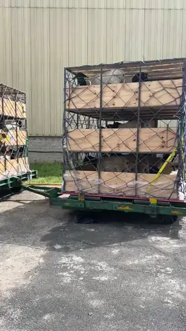 📌Price =✅ 📌3 to 4 months @10,000 📌10 months old @15,000 📌 Two months pregnant @23,500 #greenscreen #tuimetfarm #1000000views #explore #fypシ゚viral🖤tiktok 