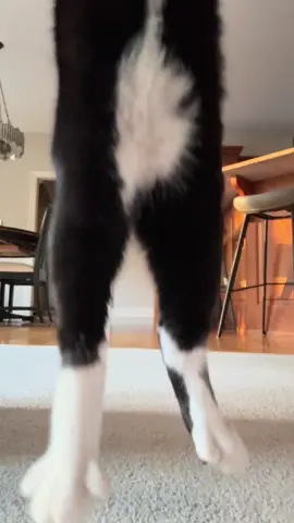 Just over here practicing our Irish dancing #cat #catsoftiktok #irish #dancing #tuxedocat 