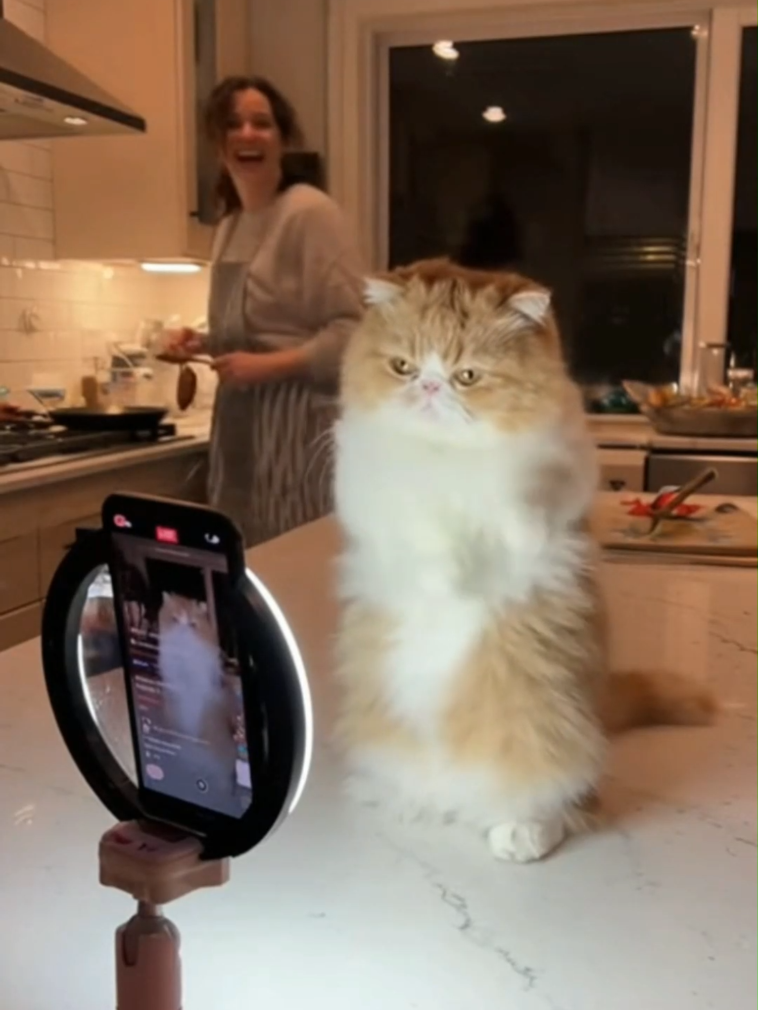 He's officially a TikTok influencer now... I can't with him 😂 Wait till the end! #catsoftiktok #cats #funnycat #persiancat #catlover #influencer #fyp #viral #funnyanimals #petsoftiktok #fypシ゚viral🖤tiktok