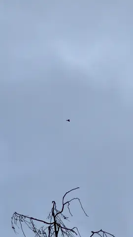 Люта спортуха Honda CBR 900RR 919 кубів щастя! Самий живий FireBlade цього покоління, за найдешевшою ціною! 4000 актуально до нового року, в сезон буде дорожче! #honda #продаж #продажмото 